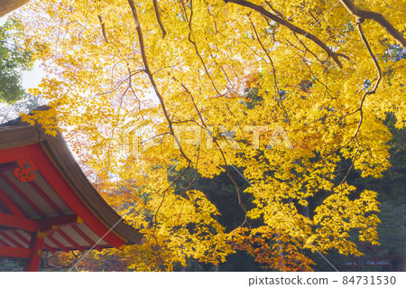 北畑神社的秋天 84731530