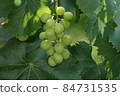 Shine Muscat 84731535