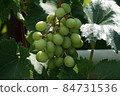 Shine Muscat 84731536