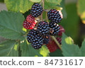 Blackberry Blackberry 84731617