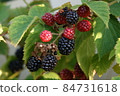Blackberry Blackberry 84731618