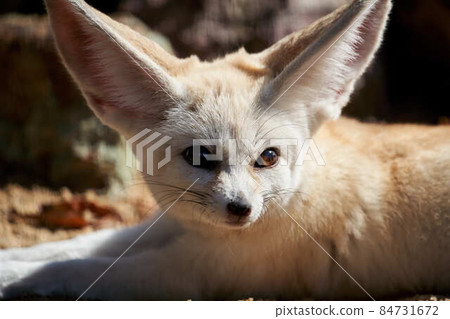 Fennec 84731672