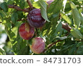 Nectarine camellia peach 84731703