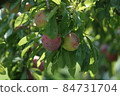 Nectarine camellia peach 84731704