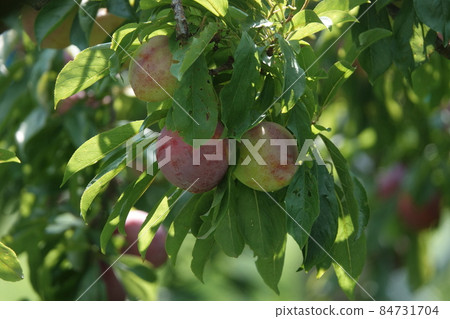 Nectarine camellia peach 84731704