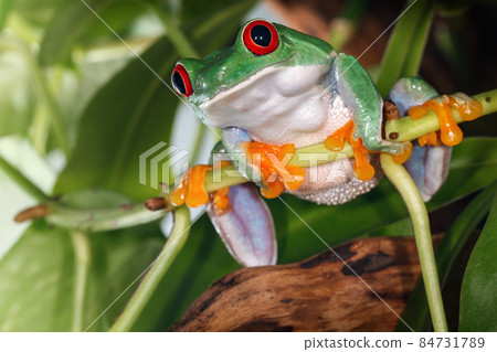 Red eyed tree frog sitting on the plant stem and swing Red eyed tree frog sitting on the plant stem and swing 84731789