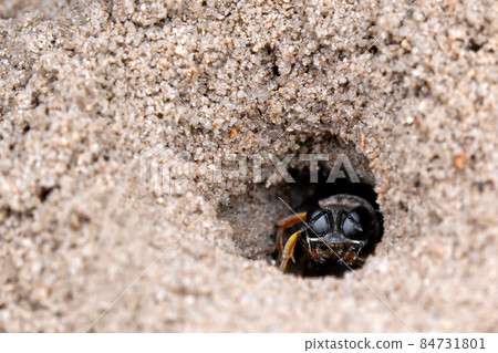 Dasypodaidae in hole 84731801