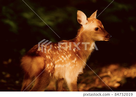 奈良鹿 84732019