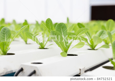 Organic Green Cos fresh baby plant sprout in nursery hydro farming agriculture Organic Green Cos fresh baby plant sprout in nursery hydro farming agriculture 84732321