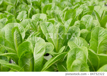 Green Cos fresh organic vegetable planted in hydroponic farm. 84732322