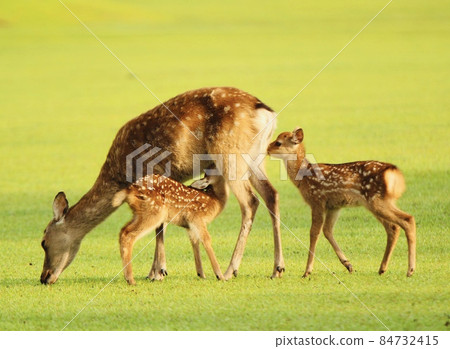 Nara deer Nara deer 84732415