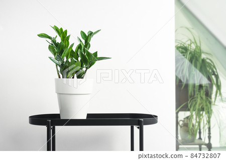 Zamioculcas, or zamiifolia zz plant in a white pot on a black table in white home interior with plants, home gardening and urban jungle concept Zamioculcas, or zamiifolia zz plant in a white pot on a black table in white home interior with plants, home gardening and urban jungle concept 84732807