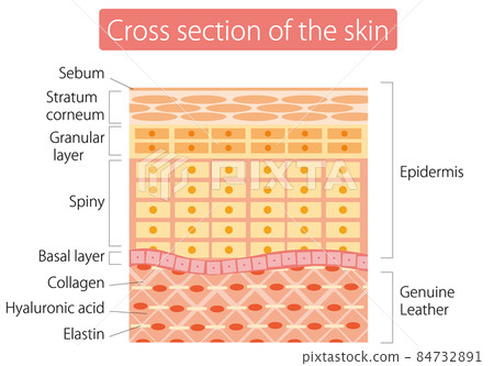 skin, cross-section, sectional - Stock Illustration [84732891] - PIXTA