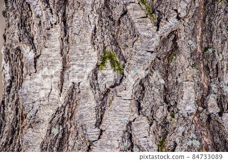 Background of natural tree bark 84733089