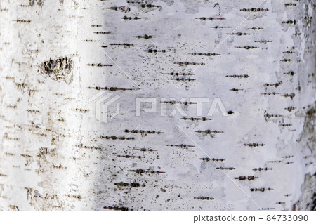 Wood texture, natural birch bark Wood texture, natural birch bark 84733090