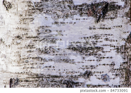 Wood texture, natural birch bark Wood texture, natural birch bark 84733091