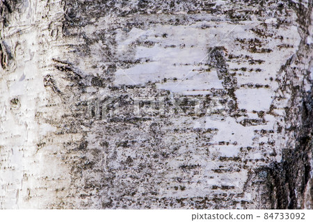 Wood texture, natural birch bark 84733092