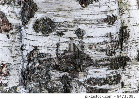Wood texture, natural birch bark 84733093