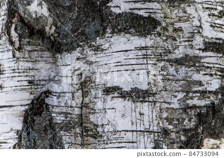 Wood texture, natural birch bark Wood texture, natural birch bark 84733094