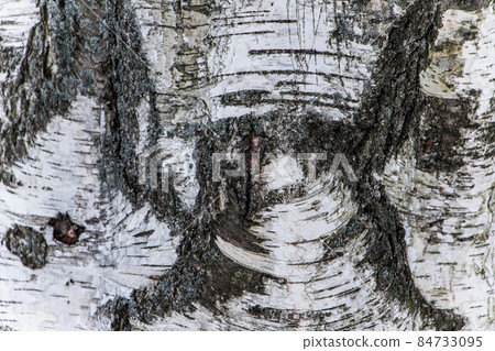 Wood texture, natural birch bark 84733095