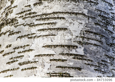 Wood texture, natural birch bark Wood texture, natural birch bark 84733096