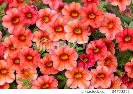 Calibrachoa or bell flower, Flower of a cultivated Million bell, Calibrachoa x hybrid 84733201