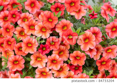 Calibrachoa or bell flower, Flower of a cultivated Million bell, Calibrachoa x hybrid 84733204