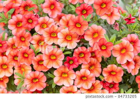 Calibrachoa or bell flower, Flower of a cultivated Million bell, Calibrachoa x hybrid 84733205