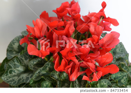仙客來紅色花卉盆栽植物 84733454