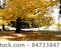 Deciduous leaves begin to turn into a yellow carpet at the famous ginkgo tree in Daibutsu Pond. 84733847