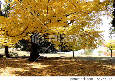 Deciduous leaves begin to turn into a yellow carpet at the famous ginkgo tree in Daibutsu Pond. Deciduous leaves begin to turn into a yellow carpet at the famous ginkgo tree in Daibutsu Pond. 84733847