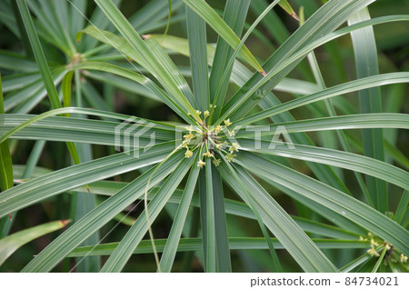 Cyperus alternifolium flower Cyperus alternifolium flower 84734021
