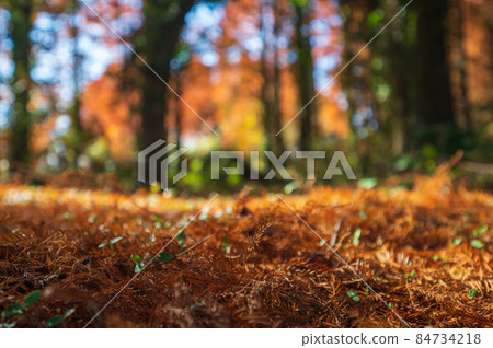 秋季Metase no Mori [福岡縣] 84734218