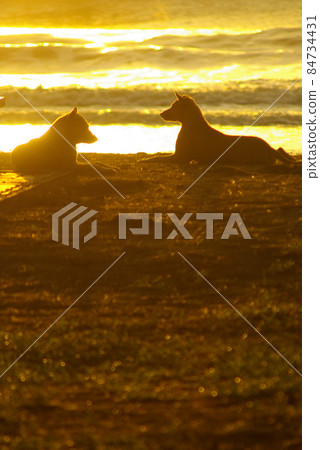 Silhouette of a dog lying on the beach and the gold light of sunset reflex on the sea surface Silhouette of a dog lying on the beach and the gold light of sunset reflex on the sea surface 84734431