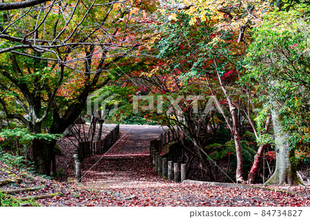 秋天的路橋鋪著五顏六色的落葉 84734827