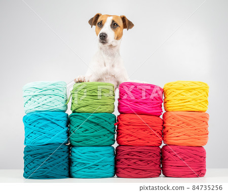 Jack russell terrier dog near multi-colored cotton yarn. The assortment of the store for needlework. 84735256
