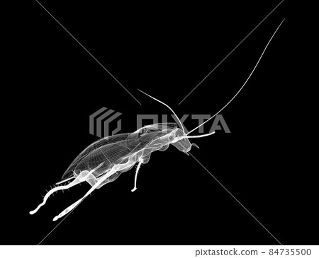 cockroach in wire carcass - Stock Illustration [84735500] - PIXTA