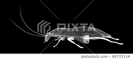 cockroach in wire carcass 84735514