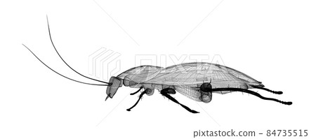 cockroach in wire carcass 84735515