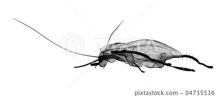cockroach in wire carcass 84735516