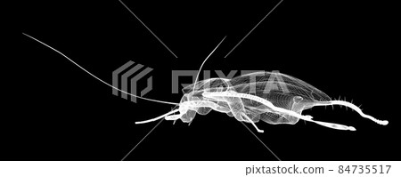 cockroach in wire carcass 84735517