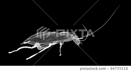 cockroach in wire carcass 84735518