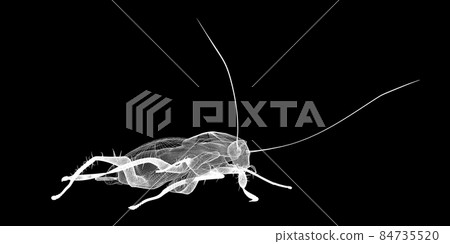 cockroach in wire carcass 84735520