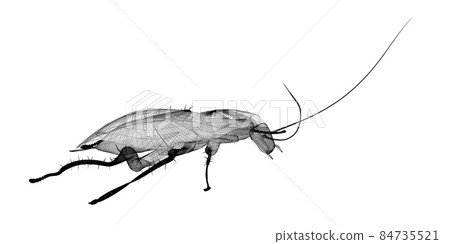 cockroach in wire carcass 84735521