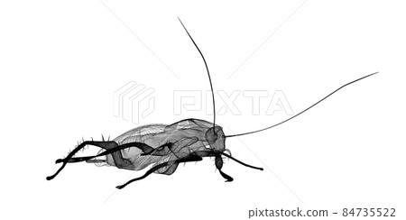 cockroach in wire carcass 84735522