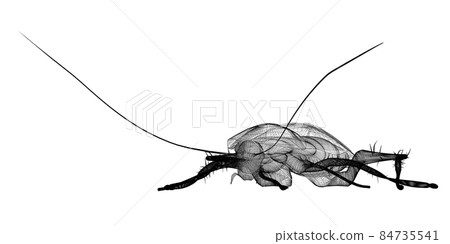cockroach in wire carcass 84735541