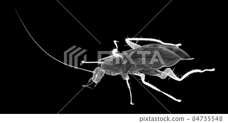 cockroach in wire carcass-插圖素材 [84735548] - PIXTA圖庫