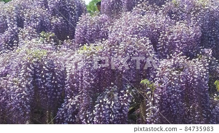 Ashikaga Flower Park wisteria flower 84735983