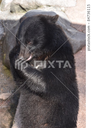 Asiatic black bear that stands up and eats food Asiatic black bear that stands up and eats food 84736115