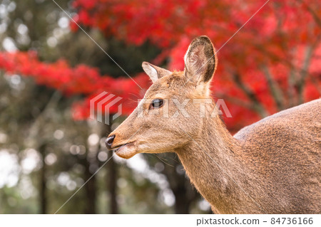 《Nara Prefecture》 Deer and autumn leaves ・ Autumn Nara Park 《Nara Prefecture》 Deer and autumn leaves ・ Autumn Nara Park 84736166